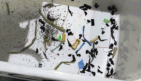 6.gif